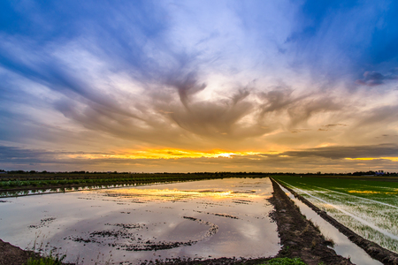 twilight time on preparing land for planting at rice fieldの写真素材