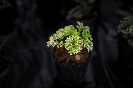 Small plant in plastic potの写真素材