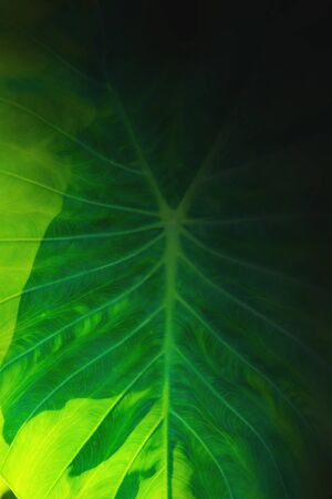 Abstract leaf texture for background - green leafの写真素材