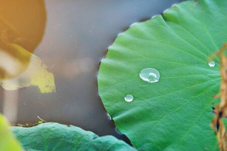 Water drop on lotus leafの写真素材