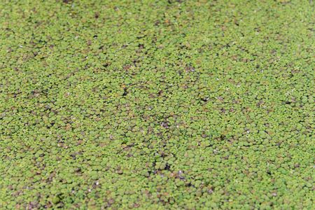 Green duckweed covered water in canalの写真素材