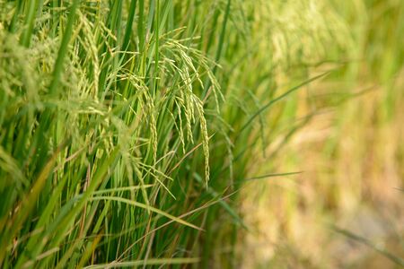 Rice field. Thai agricultureの写真素材