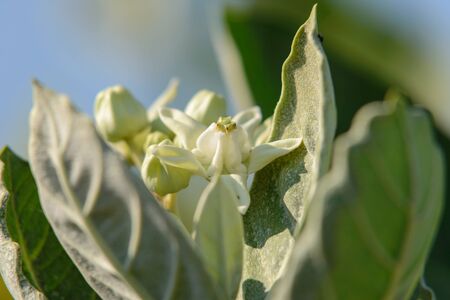 Calotropis giantea or Crown flower white green leavesの写真素材