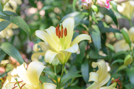 Yellow lily flower in the gardenの写真素材