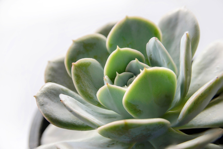 layers of echeveria leaves, Cactus - close up viewの写真素材