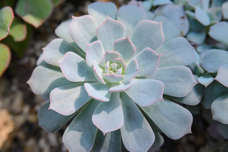 layers of echeveria leaves, Cactus - close up viewの写真素材