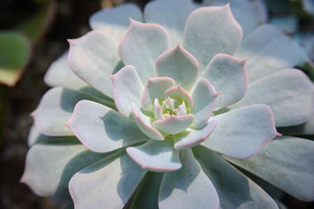 layers of echeveria leaves, Cactus - close up viewの写真素材