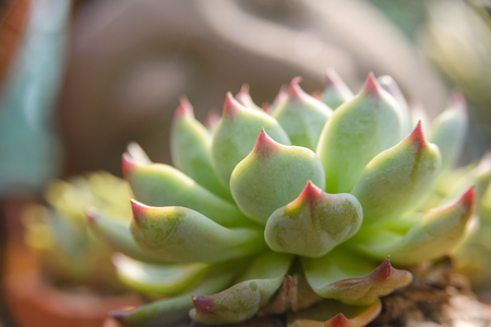 layers of echeveria leaves, Cactus - close up viewの写真素材