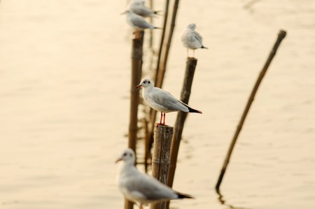 Seagull perched on a wooden at coast in Thailand on sunny afternoonの写真素材