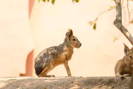 patagonian mara (Dolichotis patagonum) resting under shade of branchの写真素材