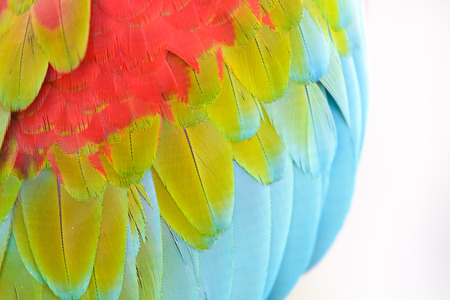 Close-up of Colorful feather Scarlet Macaw, exotic nature background and textureの写真素材