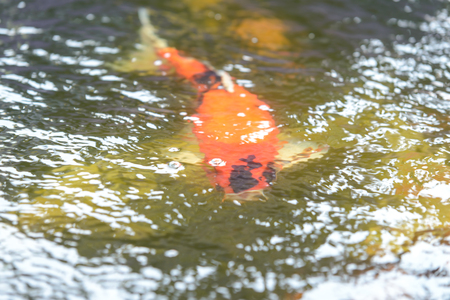 Carp fish - Koi carps underwater in poolの写真素材