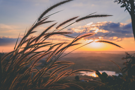 Close-up grass flower with sunset on backgroundの写真素材