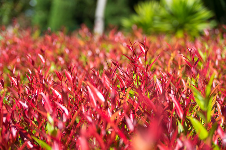 red leaves of christina tree on treetop in the garden - Syzygium australe plantの写真素材