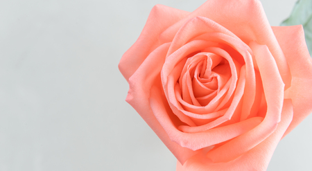 Top view of single pink rose with copy spaceの写真素材