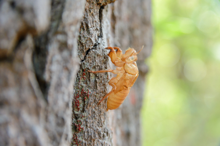 molting of cicada on tree, cicada moltingの写真素材