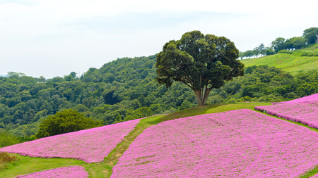 Quiet view of big green tree growing alone on the blossoming pink Petunia flowers garden.の写真素材