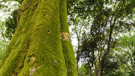 green moss growing on tree trunk in rain forest. Tree bark with green mossy