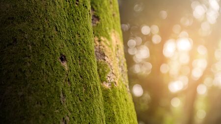 close-up moss growing on tree trunk in rain forest. Tree bark with green mossyの写真素材