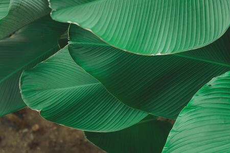 Top view of tropical leaf texture. creative layout made of leaves nature dark green background. Flat...