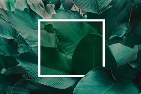 White paper square frame with green leaf background. Creative nature layout for design.の写真素材