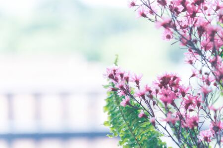 Spring branch with small pink flowers with backlight and copy spaceの写真素材
