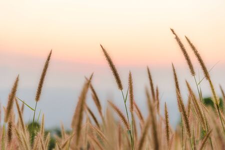 Close-up grass flower with sunset on background. Outdoor in the natural concept
