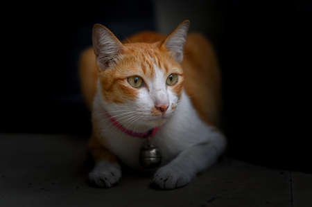 Portrait of tabby Thai cat in dark backgroungの写真素材