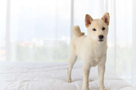 White Shiba Inu Japanese pedigree adorable puppy staying on bed in bedroom. Pet Lover concept. animal portrait with copy spaceの写真素材