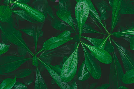 Top view of dark green tropical leaves with raindrop.