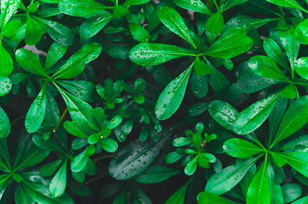 Top view of dark green tropical leaves with raindrop.の写真素材