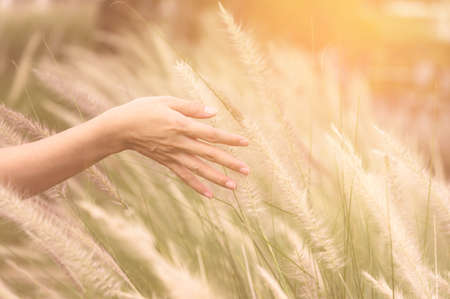 Close up woman hand running through meadow field with flowers grass
