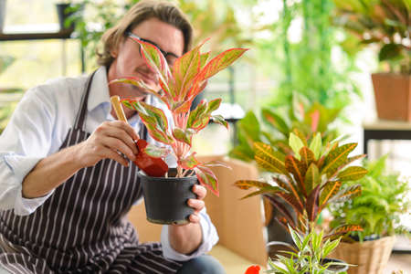 Portrait of happy gardener senior man wearing glasses taking care of small tree in plant pot as a...