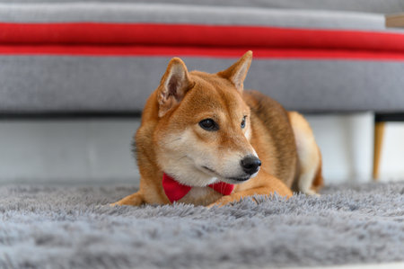 Shiba Inu Japanese dog with tie bowtie red on the carpet near sofa in living room. Pet Lover concept. animal portrait with copy spaceの写真素材