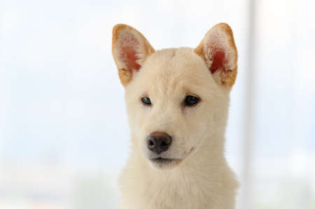 White Shiba Inu Japanese pedigree adorable puppy staying on bed in bedroom. Pet Lover concept. animal portrait with copy spaceの写真素材