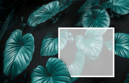 Dark green tropical leaves. creative layout made of leaves nature dark green background. Flat lay. Nature concept. Low keyの写真素材