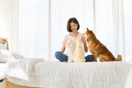 Young Asian woman relaxing and playing with three dogs (brown shiba inu, white shiba puppy and white...