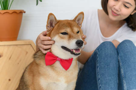 Laughing jocund young asian woman sitting on the floor playing with her Shiba Inu Japanese dog, Cheerful and nice couple with people and pet, Cheerful and nice couple with people and pet. Pet Lover conceptの写真素材