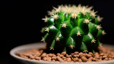 close-up Golden Barrel cactus in pottery grey pot on dark background. thorns house plant in room. Dark toneの写真素材
