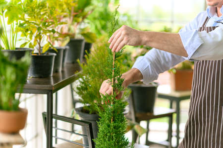 close-up to hands of gardener senior man trimming with scissors and gardening small plant as a hobby...