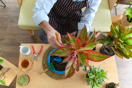 Top view of gardener senior man taking care of small tree in plant pot as a hobby of home gardening at homeの写真素材
