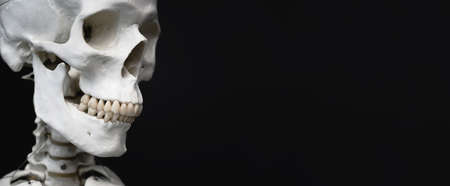 Close up of human skull model against black background. Select focus to teeth.
