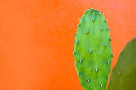Closeup green opuntia tropical cactus plant isolated on orange colour background with copy space for text. Decorative cactusの写真素材