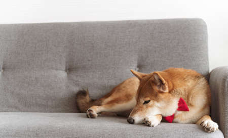 Shiba Inu Japanese dog with tie bowtie red on sofa in living room. Pet Lover concept. animal portrait with copy spaceの写真素材