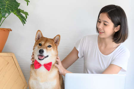 Beautiful young asian woman working on the floor in living room at home with her Shiba Inu Japanese dog, Cheerful and nice couple with people and petの写真素材