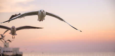 seagulls flying above the sea at beautiful sunset time with a twilight sceneの写真素材