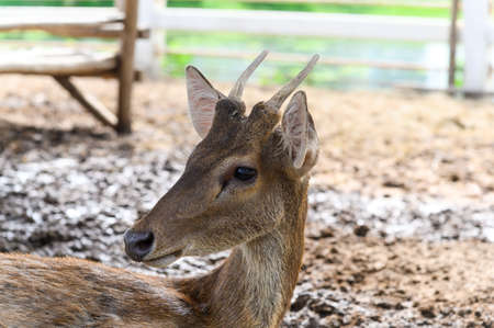 Headshot of Young fawn spotted deer or chitals portrait in a zoo. Wildlife and animal photoの写真素材
