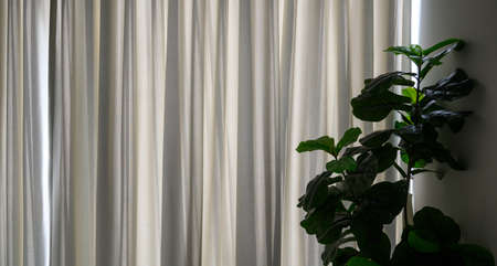 Ficus lyrata near through sheer window curtain. Stylish modern floral home decor in minimal style. Background interior designの写真素材