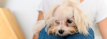 Banner cover design. Maltese dog on knees woman when sitting on the floor, Cheerful and nice couple...