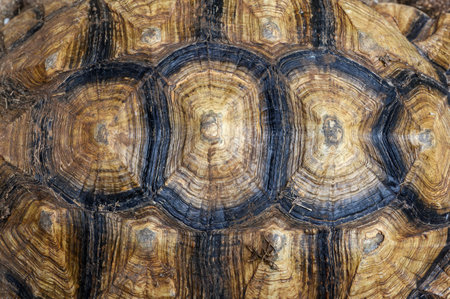 Top view of turtle shell of sulcata tortoise or African spurred tortoise. background and texture.の写真素材